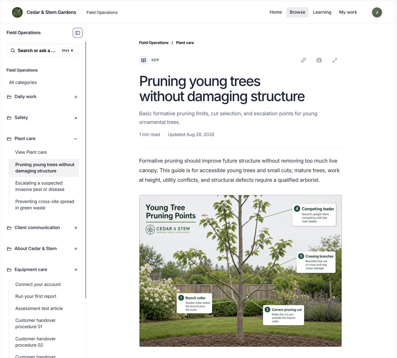 Cedar & Stem Reader showing Pruning young trees without damaging structure and an illustrated pruning guide